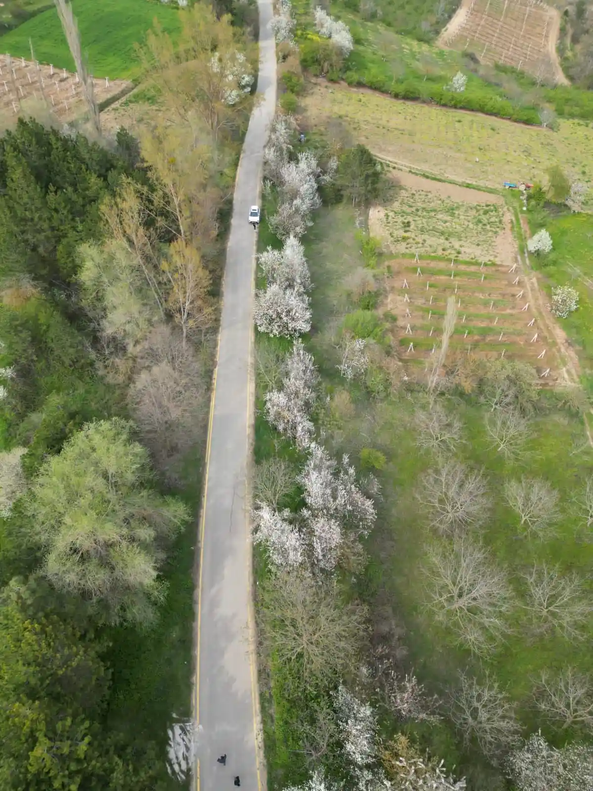 Geyve Yaylak’ta Asfalt Yola Cephe Mahsullü Meyve Bahçesi - 1.651 m² Müstakil Tapu