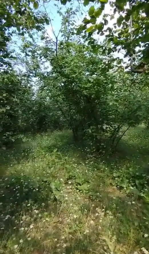Kocaali emlak
