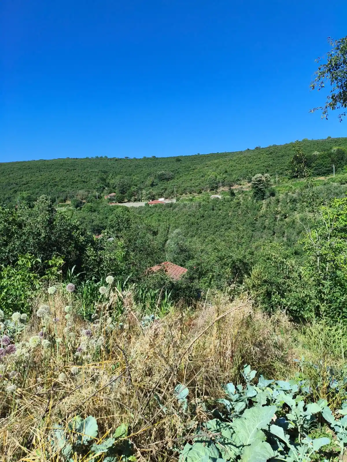 Kocaali Hızar'da Çarşıya Yürüme Mesafesinde 2.380 m² Satılık Arsa