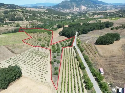 [ACİL] Geyve Çukurköy Satılık 24 Dönüm Meyve Bahçesi | 3 Ayrı Tapu Fırsatı