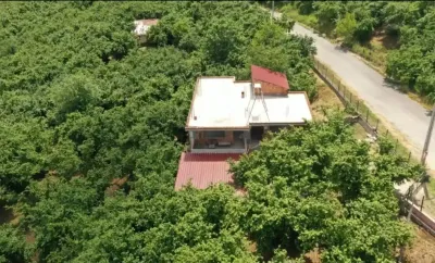 Kocaali Satılık Fındık Bahçesi (150 m²)